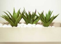 7 Razones Para Usar Aloe Vera Para La Diabetes